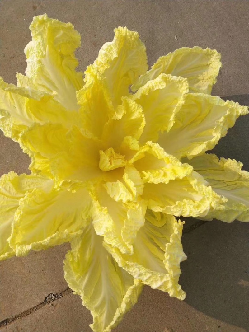 万亩大白菜基地优质大白菜大量上市，货源稳定，大量供应