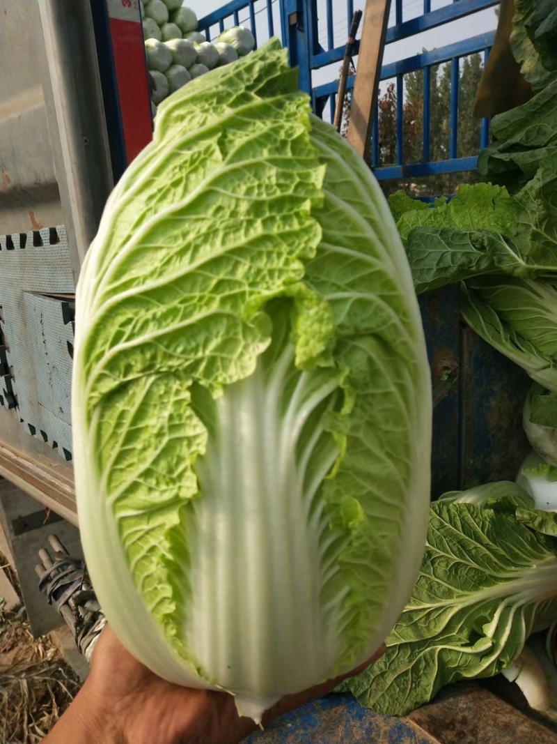 万亩大白菜基地优质大白菜大量上市，货源稳定，大量供应
