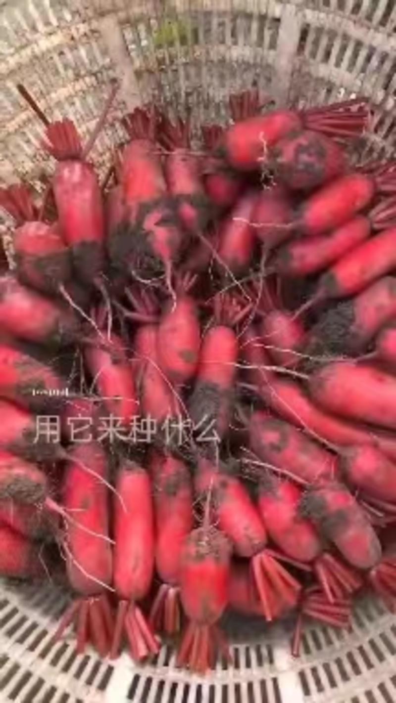 【精品】红皮萝卜，产地直供，物美价廉，欢迎采购商咨询合作