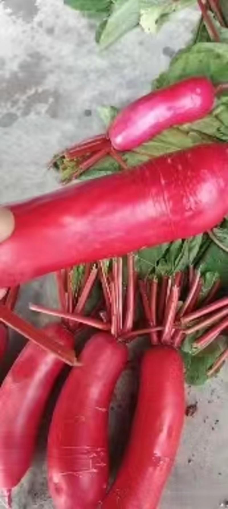 【精品】红皮萝卜，产地直供，物美价廉，欢迎采购商咨询合作