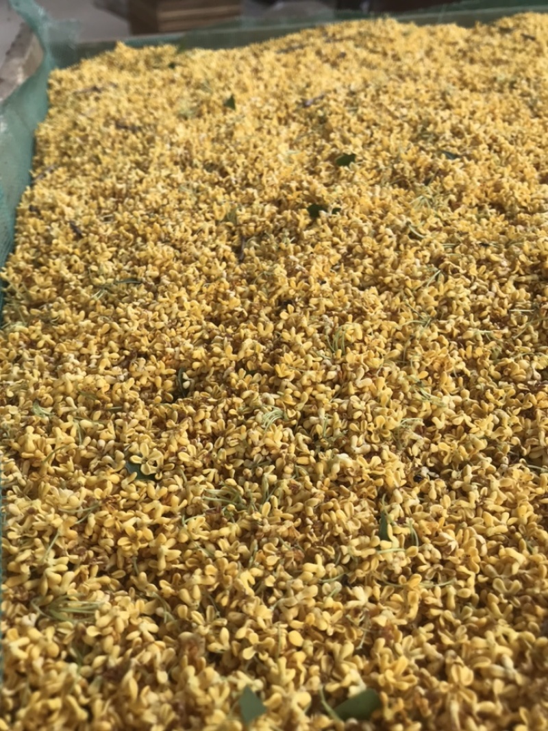 5A级优质桂花干新货上架