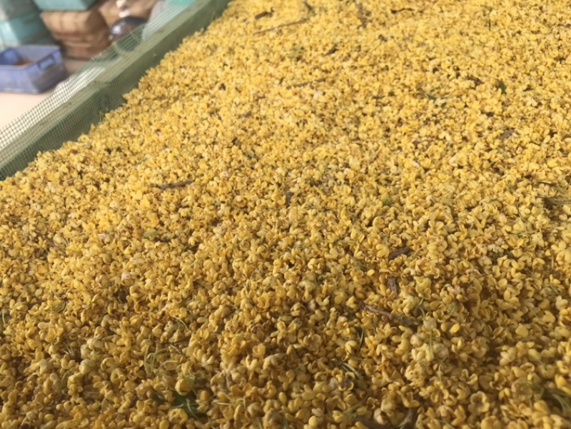 2022年鲜桂花干桂花茶