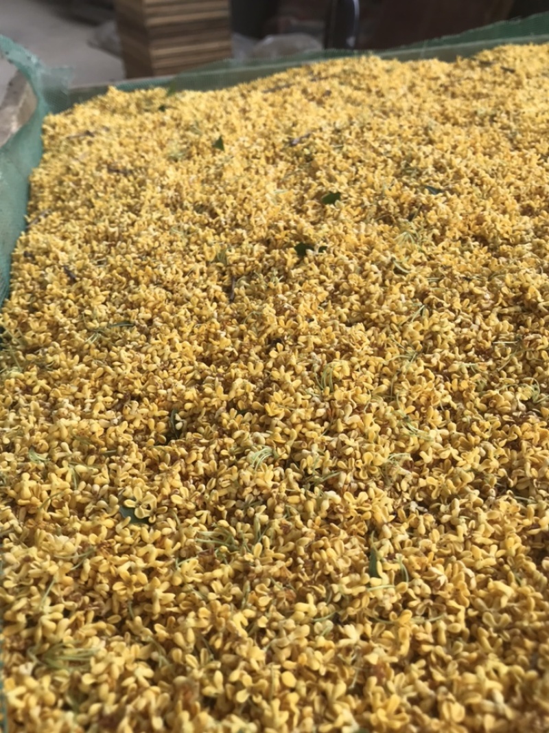 2022年鲜桂花干桂花茶
