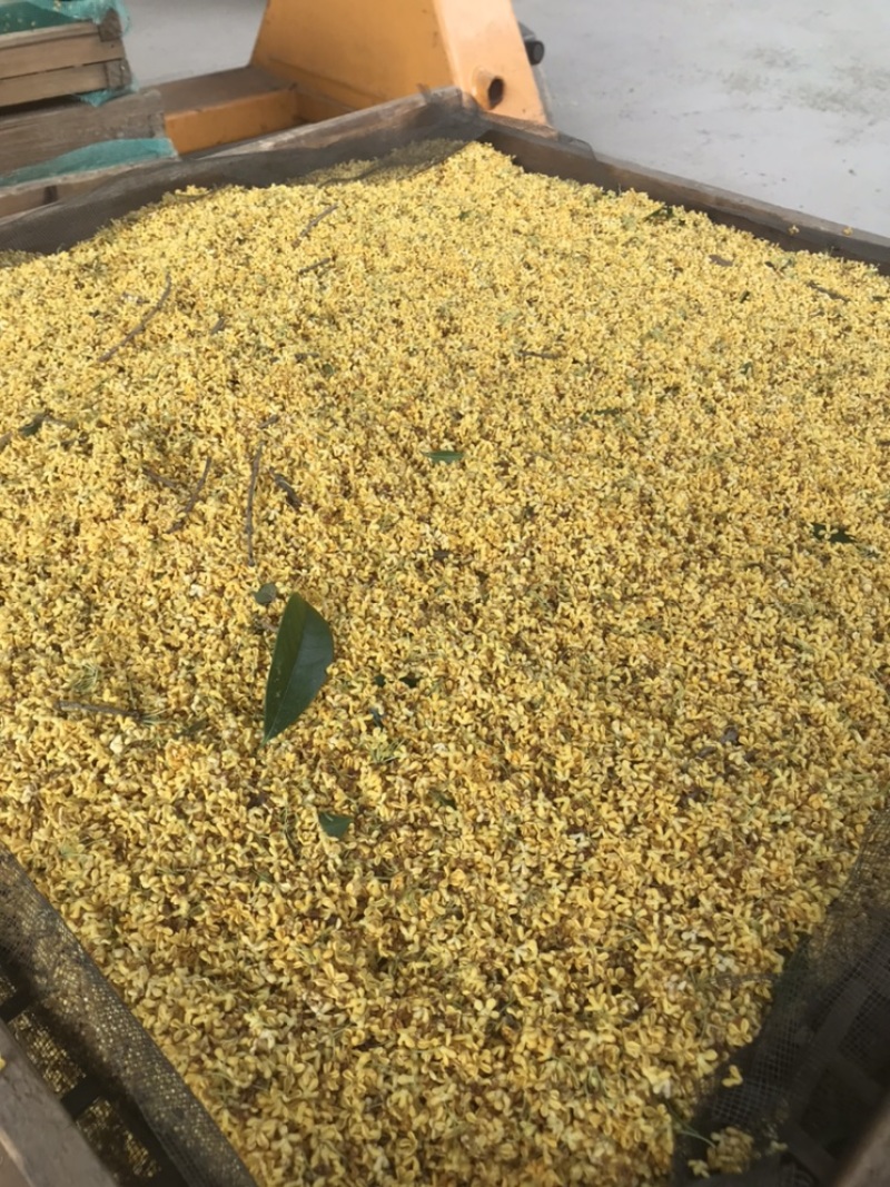 2022年鲜桂花干桂花茶