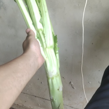 棒菜板叶棒菜质量很好需要的老板可以联系我