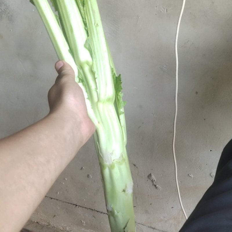 棒菜板叶棒菜质量很好需要的老板可以联系我