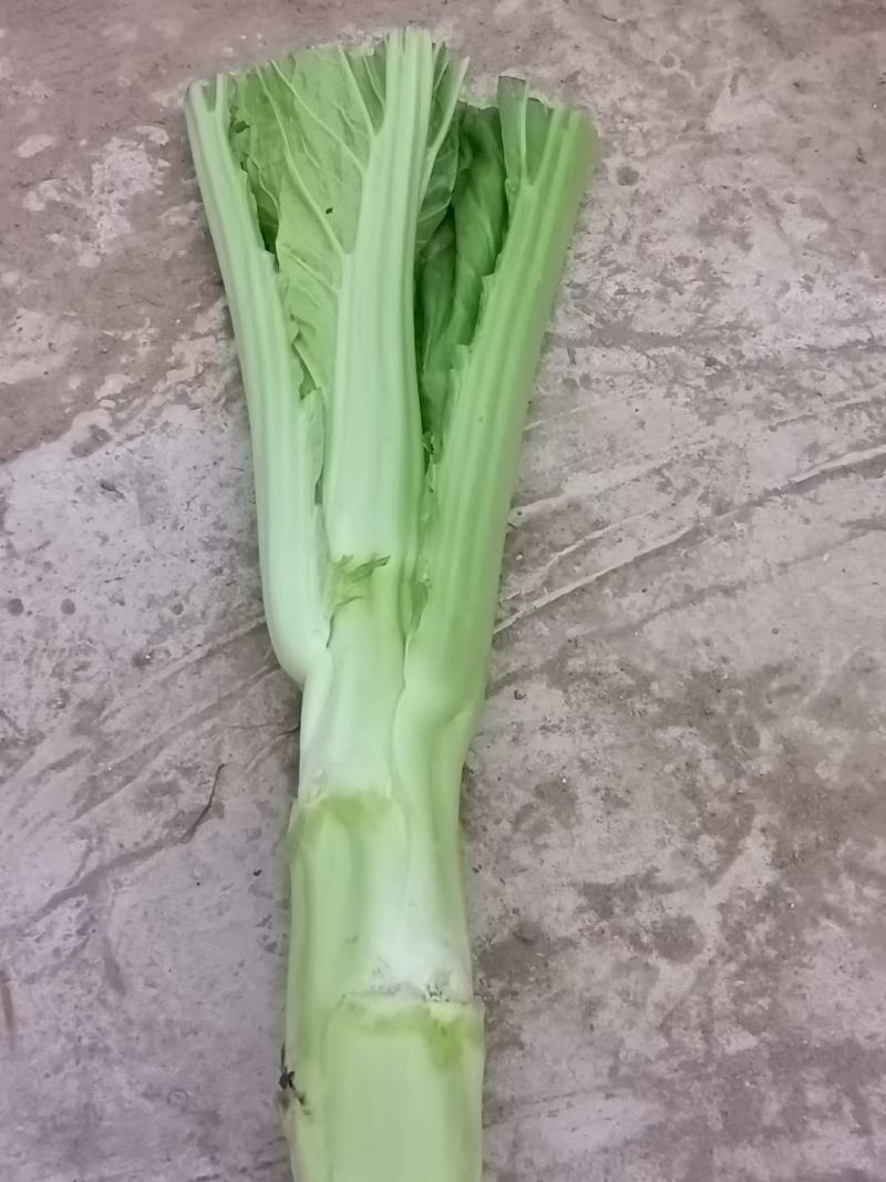 棒菜板叶棒菜质量很好需要的老板可以联系我