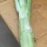 棒菜板叶棒菜质量很好需要的老板可以联系我