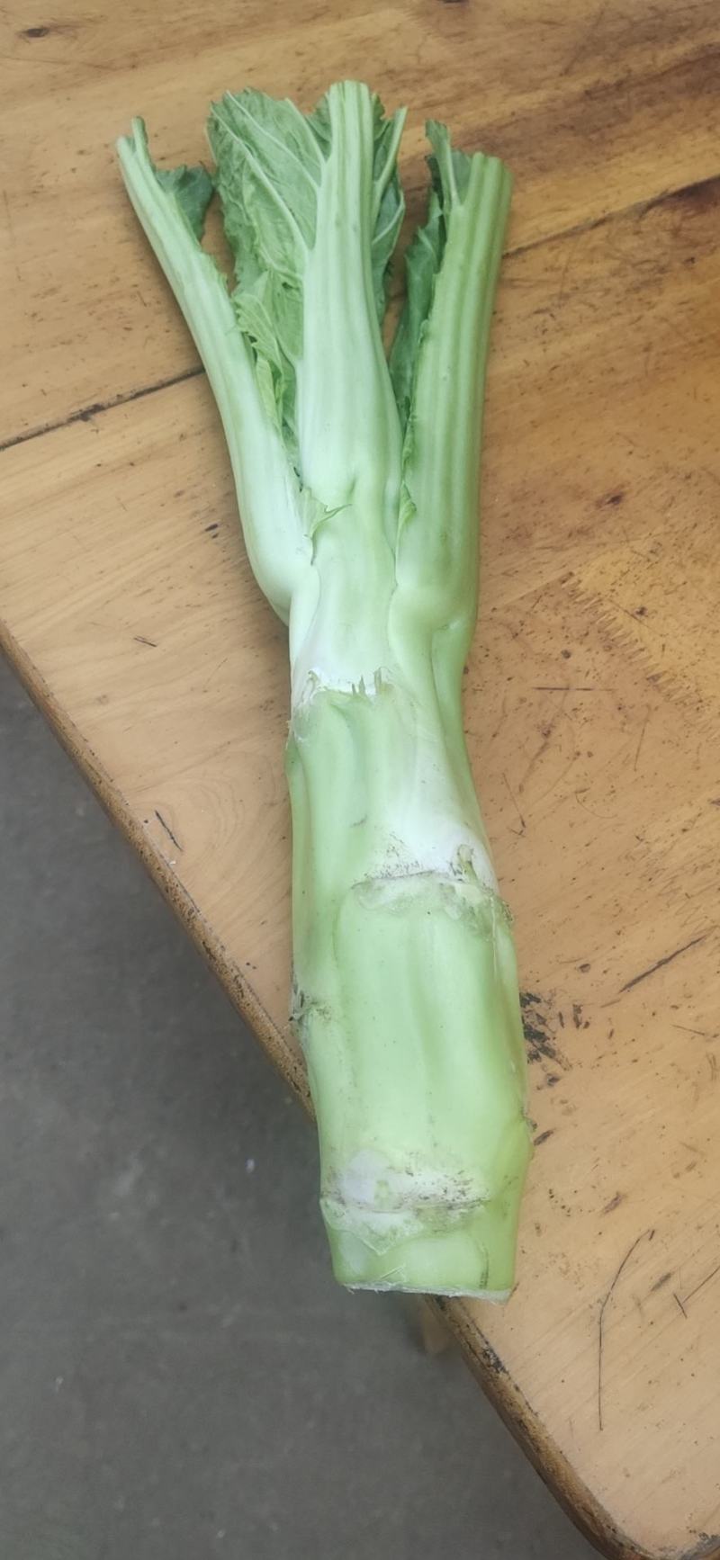 棒菜板叶棒菜质量很好需要的老板可以联系我