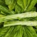 棒菜板叶棒菜质量很好需要的老板可以联系我