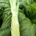 棒菜板叶棒菜质量很好需要的老板可以联系我