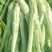棒菜板叶棒菜质量很好需要的老板可以联系我