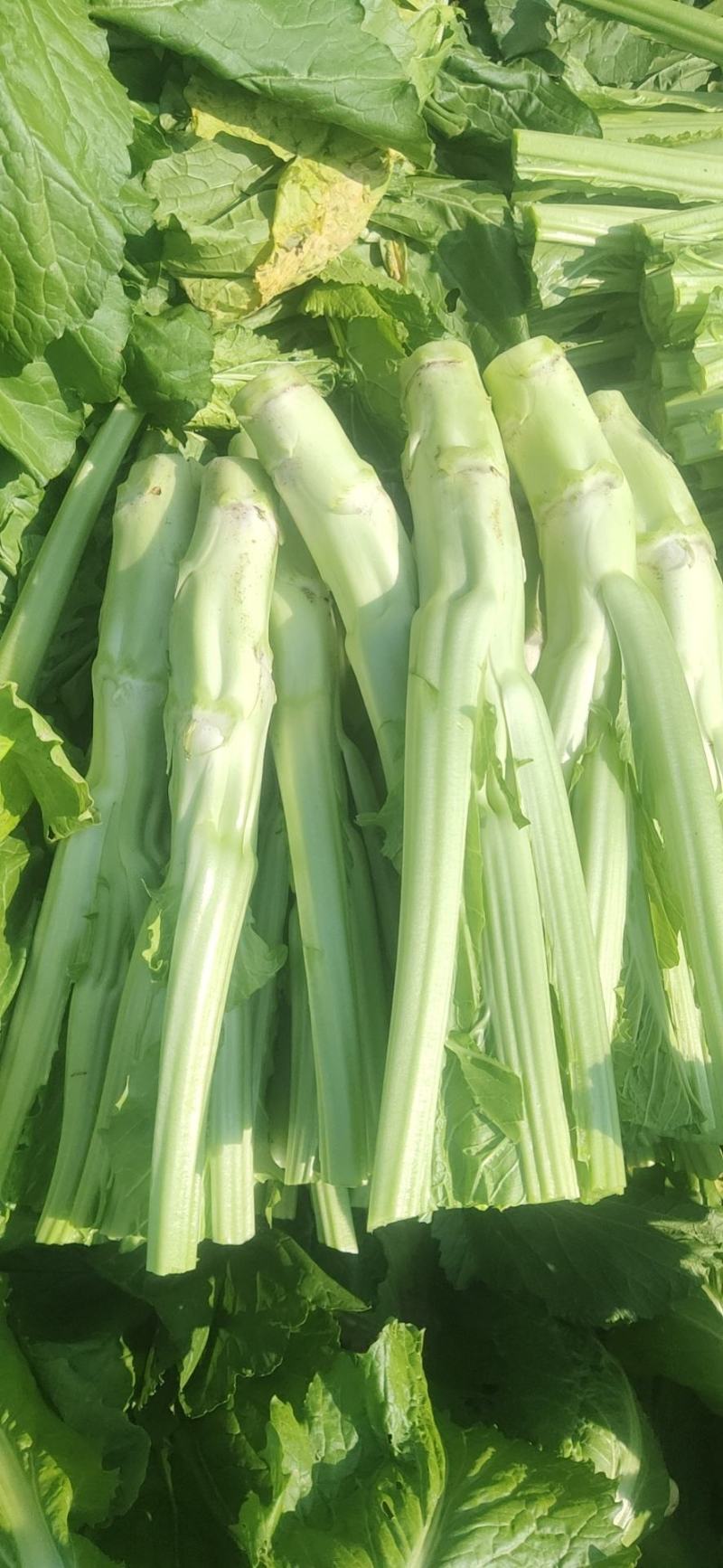棒菜板叶棒菜质量很好需要的老板可以联系我