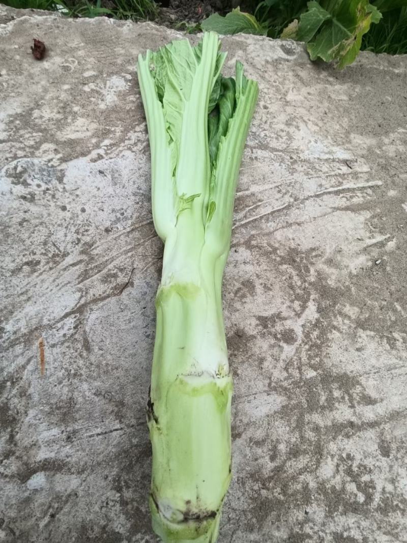 棒菜板叶棒菜质量很好需要的老板可以联系我