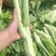 棒菜板叶棒菜质量很好需要的老板可以联系我