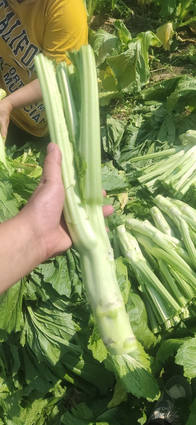 棒菜板叶棒菜质量很好需要的老板可以联系我