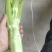 棒菜板叶棒菜质量很好需要的老板可以联系我