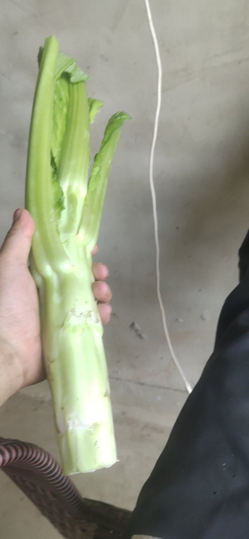 棒菜板叶棒菜质量很好需要的老板可以联系我