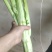 棒菜板叶棒菜质量很好需要的老板可以联系我