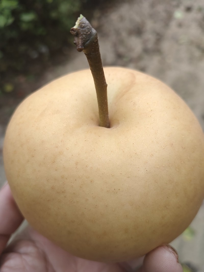 晚秋黄梨大量上市，欢迎新人老客户前来选购