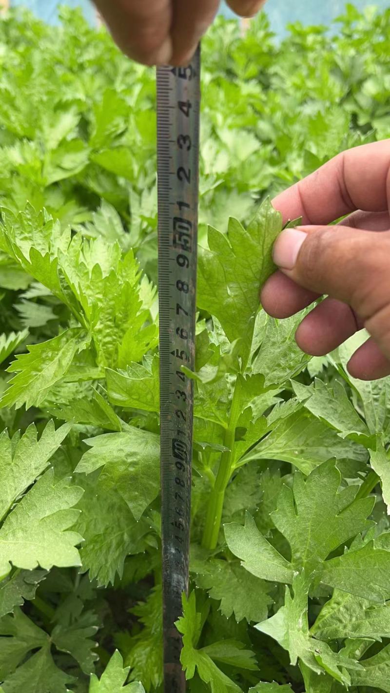 河南万亩基地芹菜西芹基地直发条形好颜色绿可视频看货