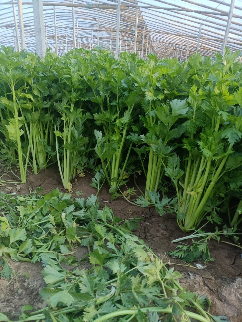河南万亩基地芹菜西芹基地直发条形好颜色绿可视频看货
