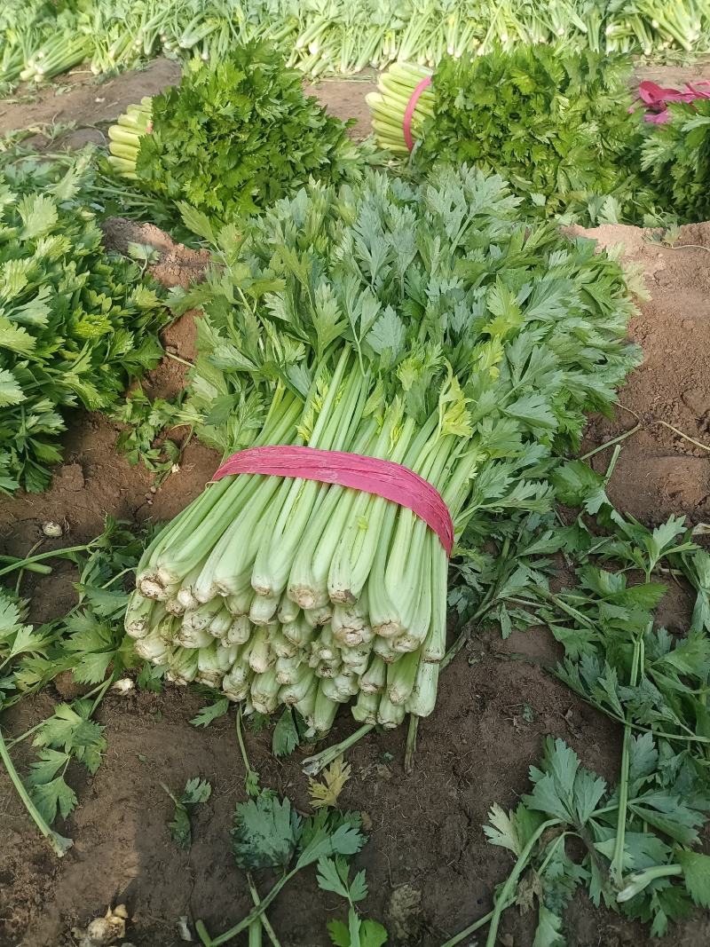 河南万亩基地芹菜西芹基地直发条形好颜色绿可视频看货