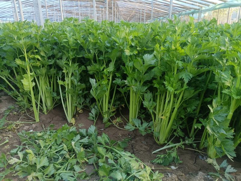 河南万亩基地芹菜西芹基地直发条形好颜色绿可视频看货