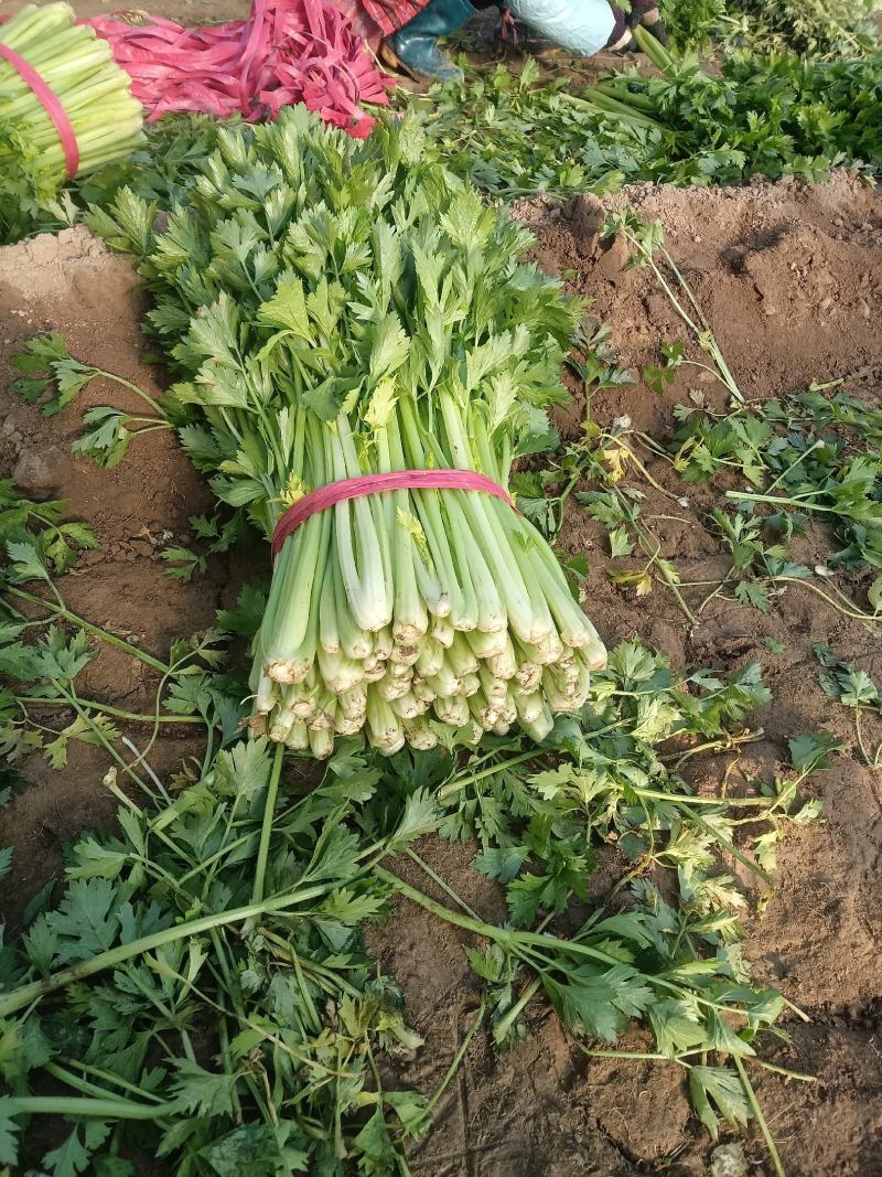 河南万亩基地芹菜西芹基地直发条形好颜色绿可视频看货