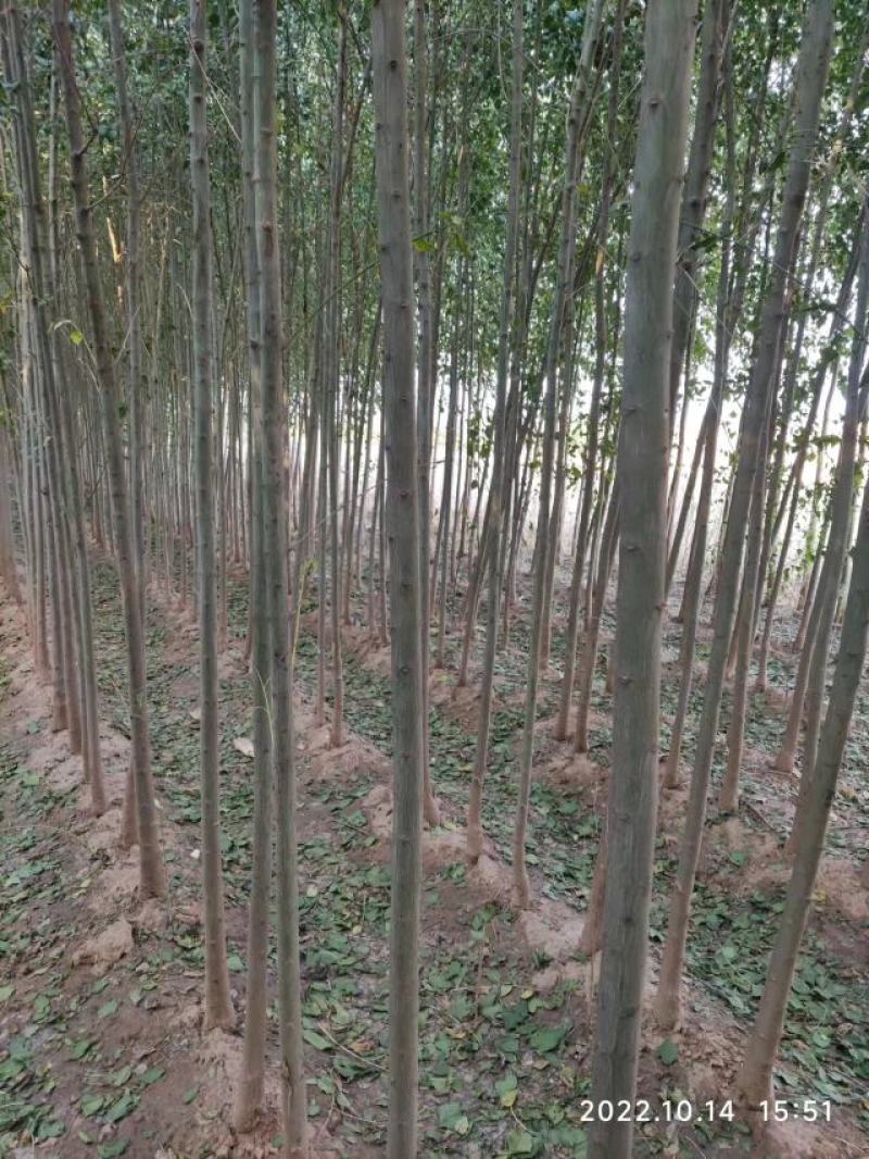 丝棉木精品苗三公分四公分五公分山东冠县