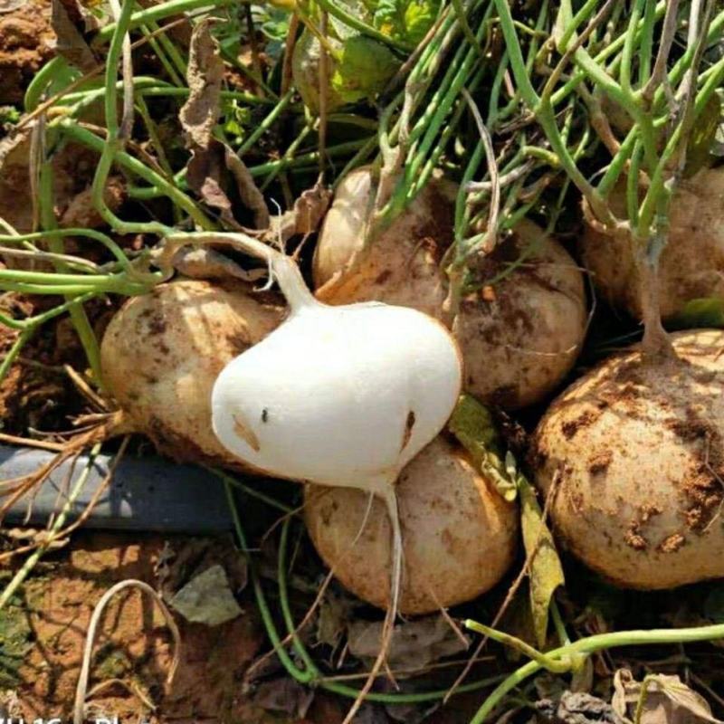 凉薯地瓜19号，万亩基地，大量有货，诚信经营。