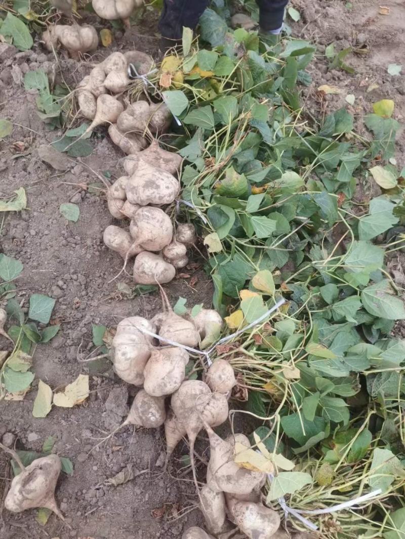 凉薯地瓜19号，万亩基地，大量有货，诚信经营。