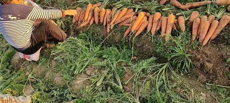 高清微距拍摄:三红胡萝卜新鲜采摘的缨叶,展现典型紫红叶柄与深绿羽状小叶结构,表面附着晶莹露珠,体现高水分与鲜活状态;背景虚化呈现连片胡萝卜垄沟,佐证其原产地生态种植环境 红胡萝卜缨特写:新鲜带露水的深绿色羽状复叶,茎秆呈紫红色,叶片边缘微卷,叶脉清晰可见,背景为晨光中的有机胡萝卜田