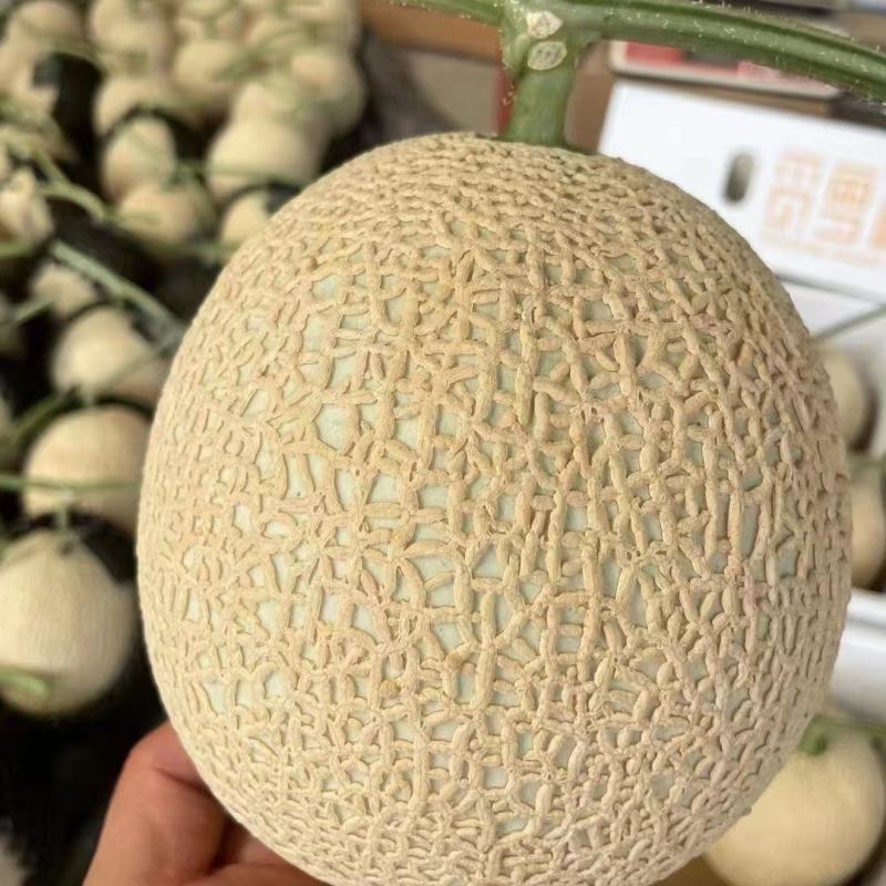 栢格夏甜瓜种子粗网纹哈蜜瓜种子商品性好口感好果形正圆