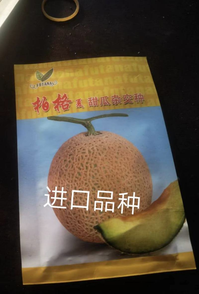 栢格夏甜瓜种子粗网纹哈蜜瓜种子商品性好口感好果形正圆