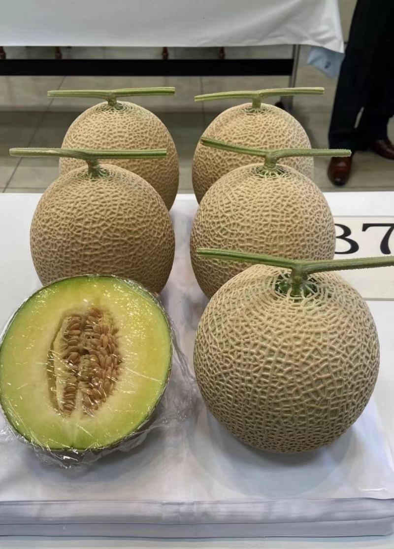 栢格夏甜瓜种子粗网纹哈蜜瓜种子商品性好口感好果形正圆
