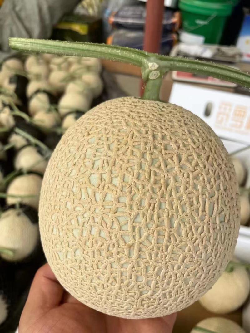栢格夏甜瓜种子粗网纹哈蜜瓜种子商品性好口感好果形正圆