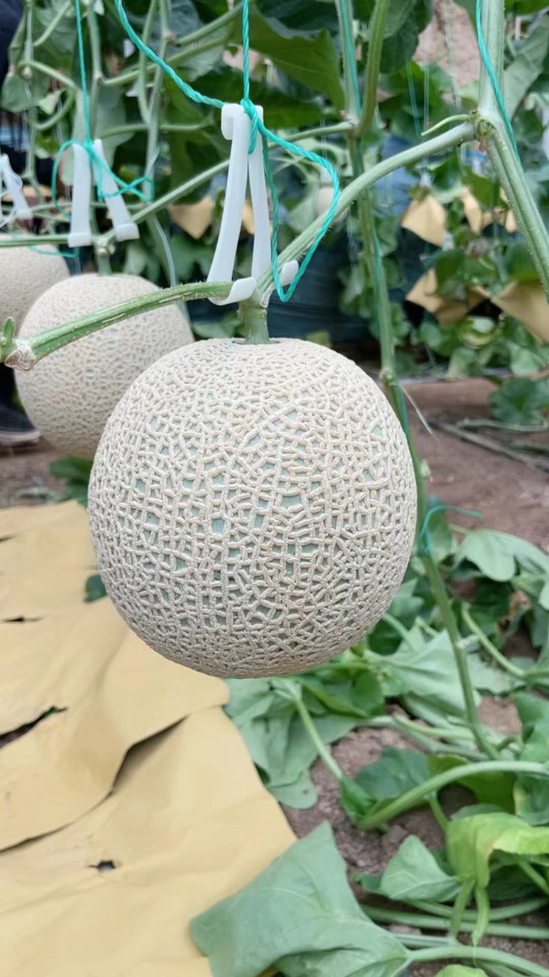 栢格夏甜瓜种子粗网纹哈蜜瓜种子商品性好口感好果形正圆