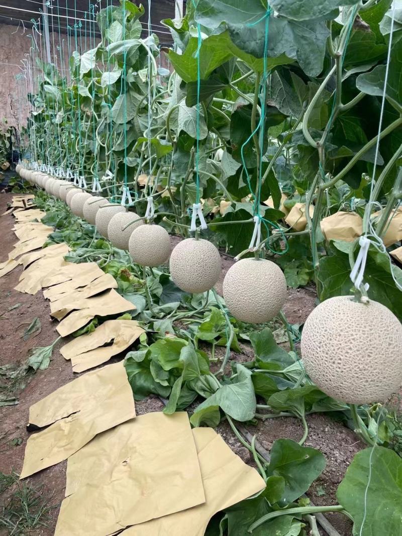 栢格夏甜瓜种子粗网纹哈蜜瓜种子商品性好口感好果形正圆