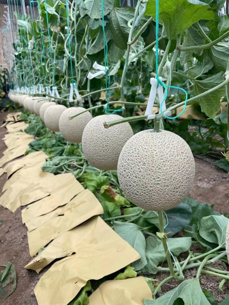 栢格夏甜瓜种子粗网纹哈蜜瓜种子商品性好口感好果形正圆