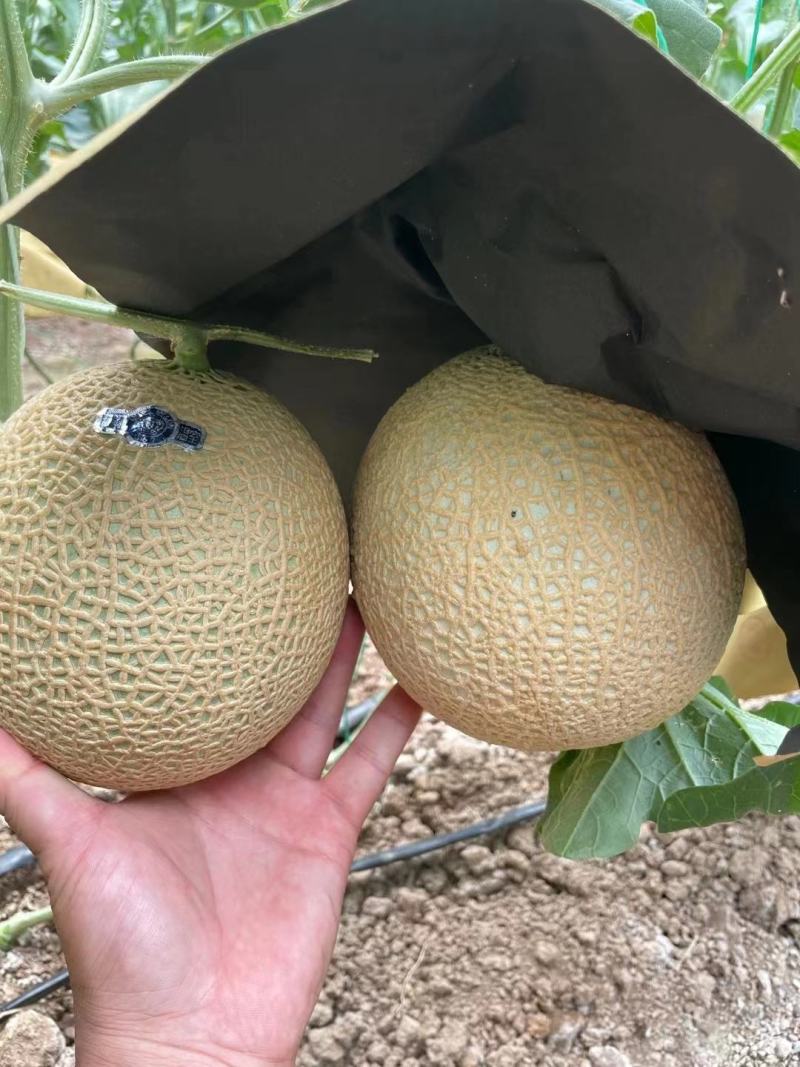 栢格夏甜瓜种子粗网纹哈蜜瓜种子商品性好口感好果形正圆