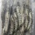 黑虎虾
