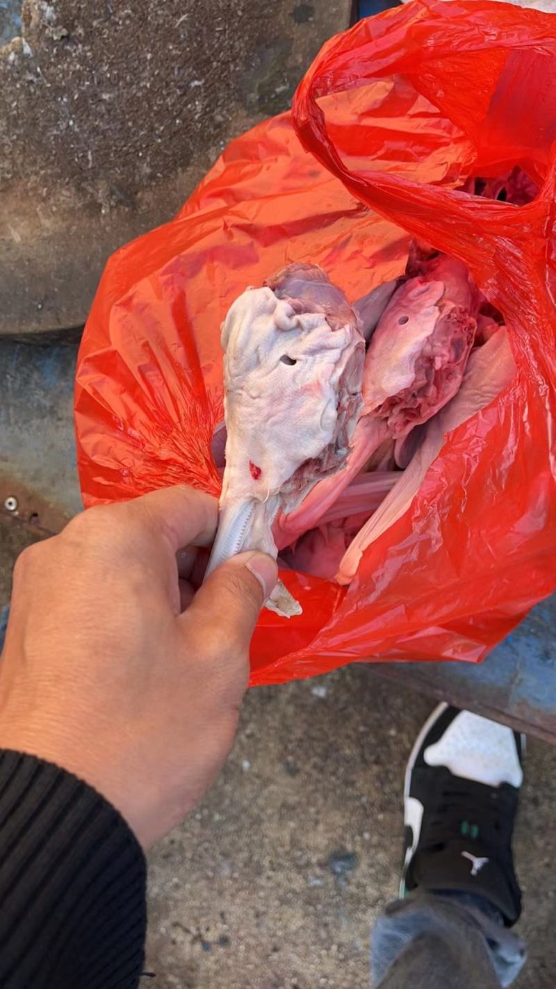 现杀新鲜鸭下巴，鸭肾，鸭脚。鸡爪等