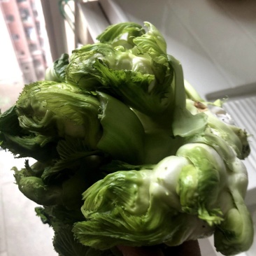 儿菜早熟精品