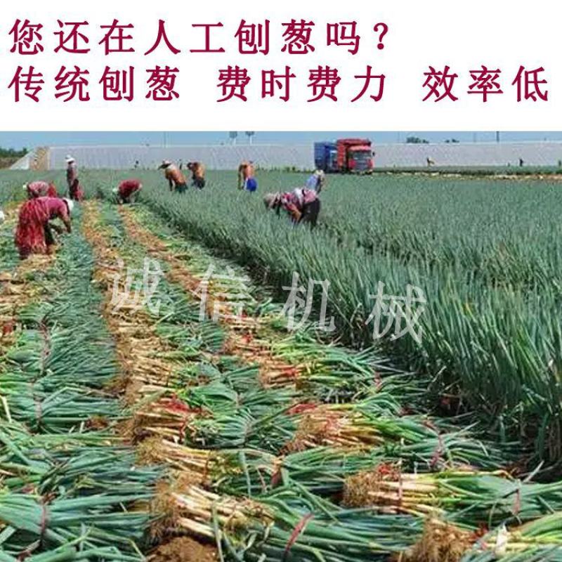 大葱收获机四轮拖拉机带的起葱刨葱收葱起树苗收割机