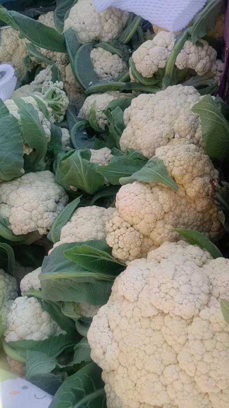 白面青梗松花菜大量上市，保质保量，欢迎选购。
