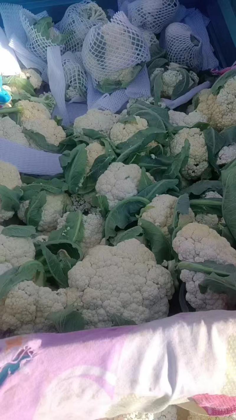 白面青梗松花菜大量上市，保质保量，欢迎选购。
