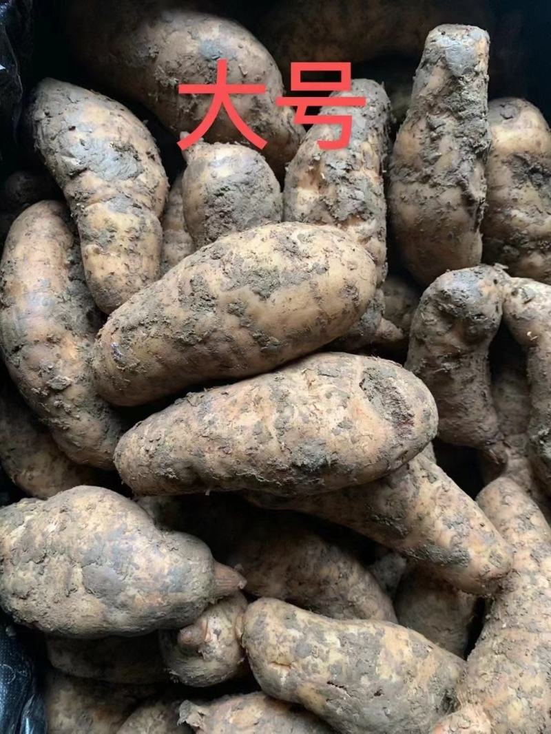 天麻。常年供应天麻，鲜货欢迎咨询下单。开展销会摆地摊。