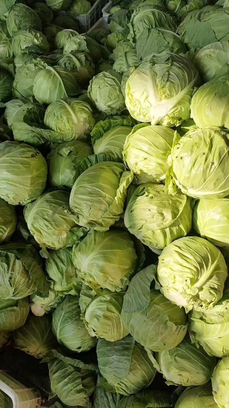 甘蓝包菜大量上市，货多量大质量保证欢迎采购