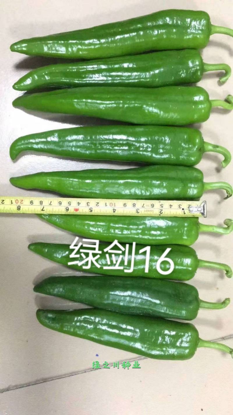 农望绿剑16号辣椒种子杂交一代青皮尖椒种子大羊角形辣椒